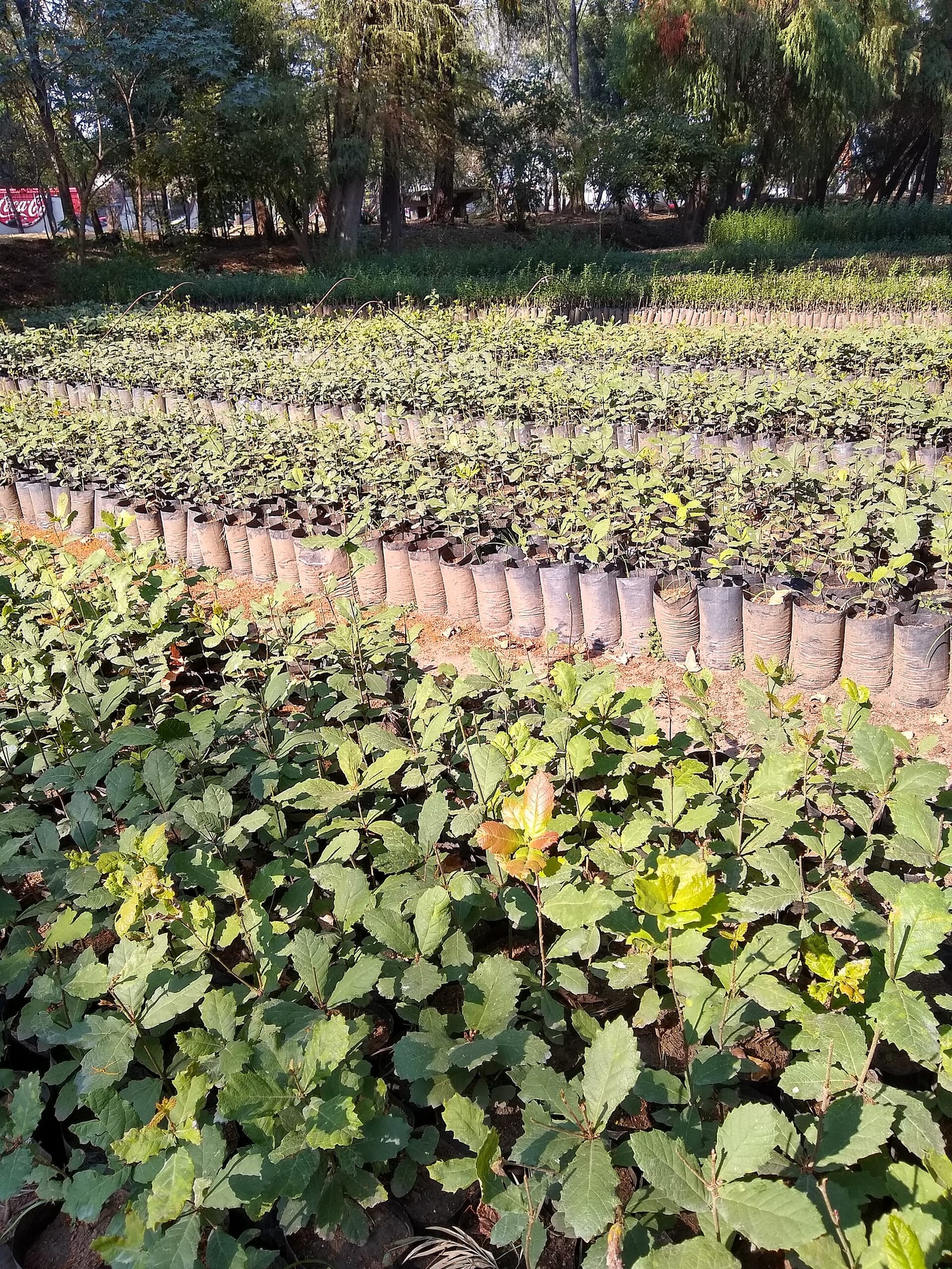 Viveros de Coyoacán, Mexico City